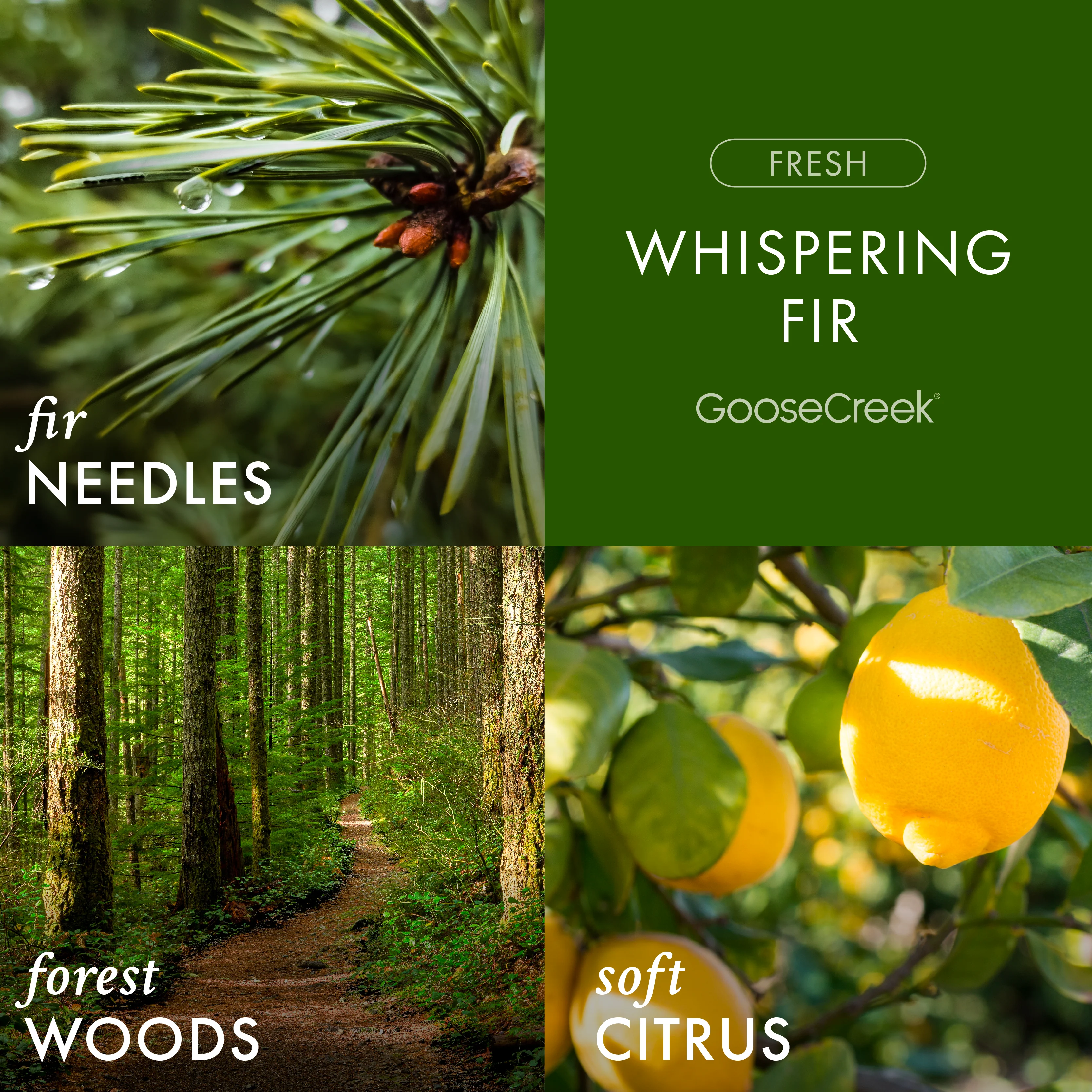 Whispering Fir 3-Wick Candle - Image 2