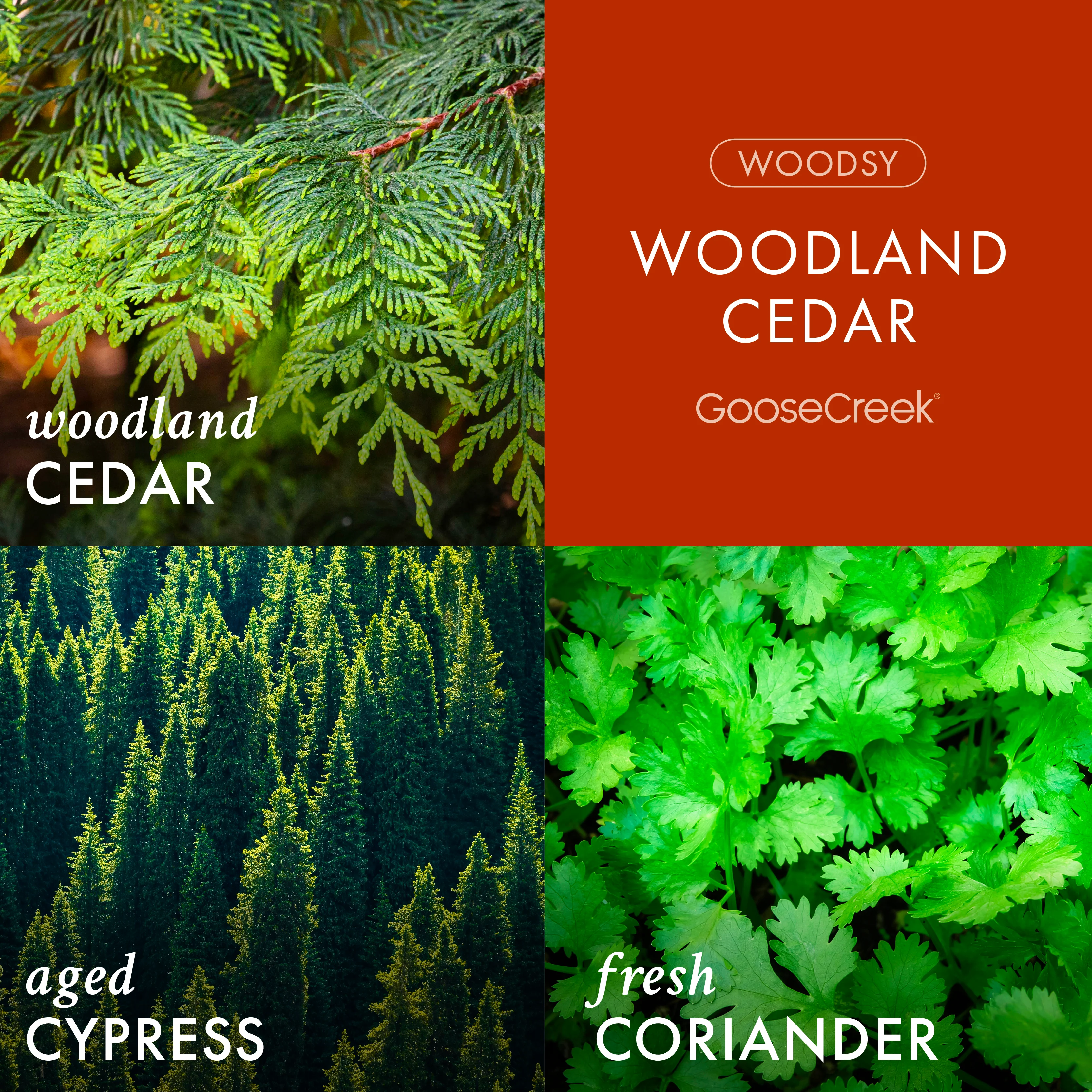 Woodland Cedar 3-Wick Candle - Image 2